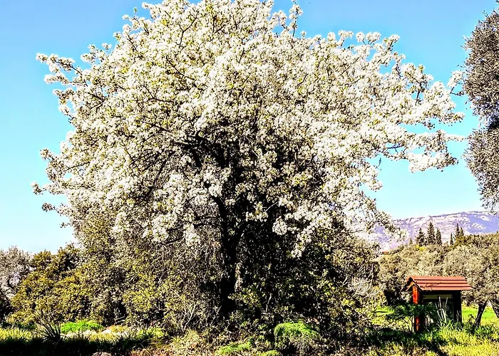 Hotel familiare: Big Mama Jungle Rooms